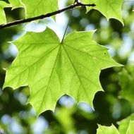 green maple leaf on a branch