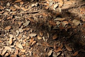 Leaves on the ground in autumn
