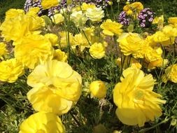 ranunculus yellow flowers in the garden