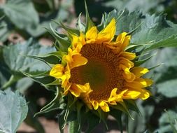 Yellow sunflower in a garden
