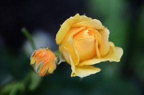 yellow tender rose flower