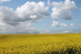 natural yellow field of rapeseeds