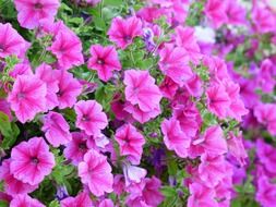 bright pink petunia flowers in a garden