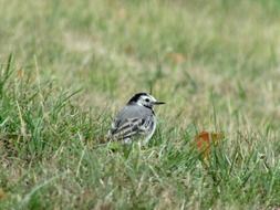 cute gray bird on the grass