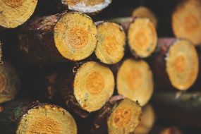 felled tree trunks