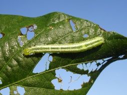 Velvet worm on a leaf