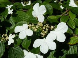 white petals of a garden flower