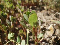 Green portulaca oleracea