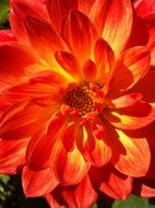 orange dahlia close up