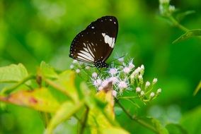 White black butterfly on a plant on a blurred background