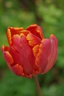 macro shot of the red tulip nature