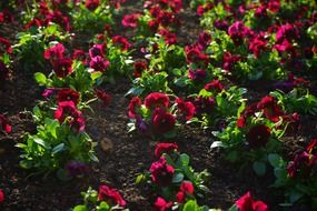 red sunny pansy flowers