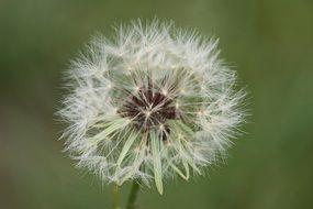 dandelion with flying seeds on a blurred background