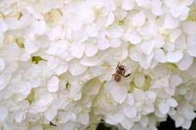 bee sitting on the flower