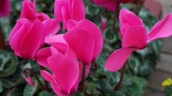 unusual beauty cyclamen flower