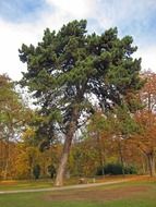 trees in a picturesque park in Schweinfurt