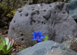 spring blue flower on stone close-up