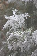 frozen branches of thuja