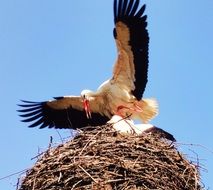 stork with wide wingspan in the nest