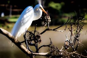 heron bird on a blurred background