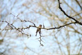 distant view of a bird in a tree