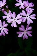 delicate purple flowers on a black background