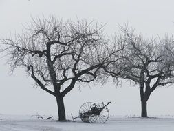 winter trees in kahl