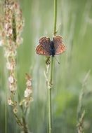 butterfly colored wings