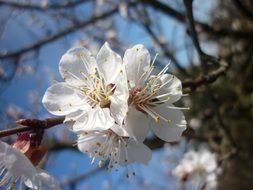 amazing beauty peach blossom