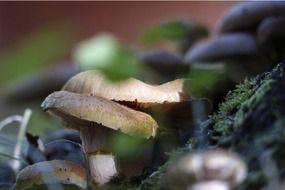 wild toxic mushrooms in autumn