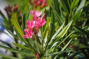 tropical bush with pink flowers