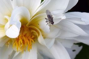 fly insect on a white dahlia flower