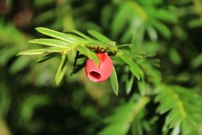 Red berry on the green yew