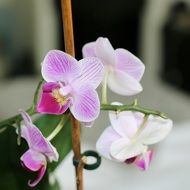 pink orchid flowers in the house