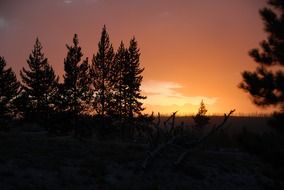 Silhouettes of trees on a background of orange sky during sunset