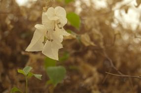 two white bougainvillea buds close up