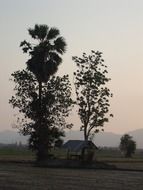 trees in the evening in thailand