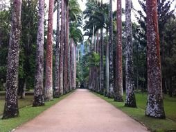 trees botanical