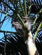 tawny frogmouth tropical birds on the tree