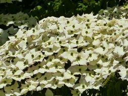 white blooming dogwood flowers in a greenhouse