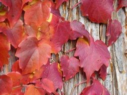 red grape leaves in autumn close up