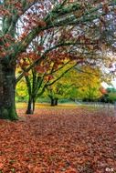 impressivetrees leaves autumn