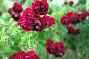 stunningly beautiful rose shrub with red flowers