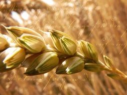 wheat grains on ear close up, handwriting at background