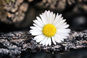 white daisy pointed flower blossom