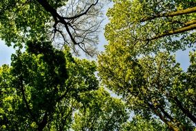 green tree tops in forest