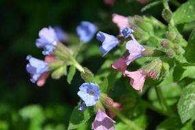 blue pink pulmonaria flower