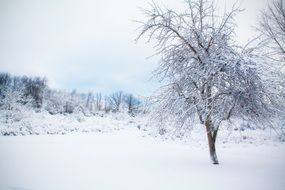 photo of trees and bushes on a winter field