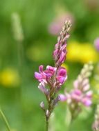 pink sainfoin flowers