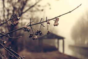 frozen tree fruits in late autumn